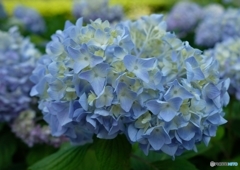 紫陽花　梅雨が近づく、、②