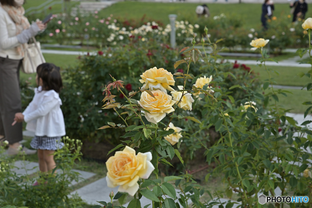 秋の薔薇