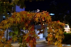 帰り道の紅葉