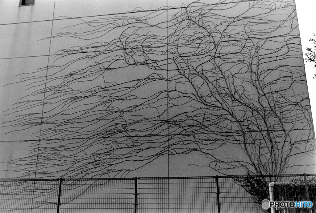 越冬（フィルム）