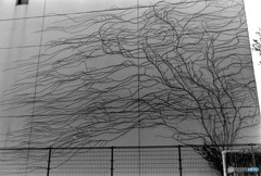 越冬（フィルム）