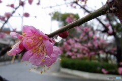 梅と雨粒レンズ