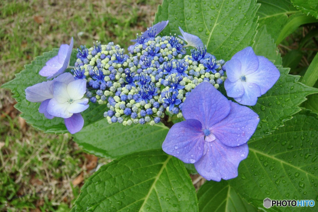 街かど紫陽花（デジタル）