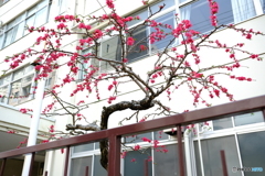 赤い花木