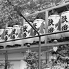 献燈