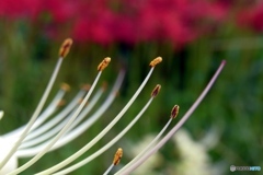 曼珠沙華