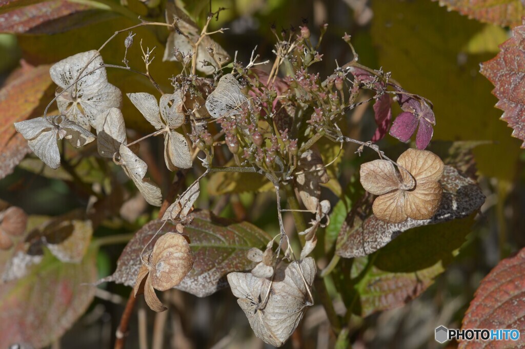 ガクアジサイの秋