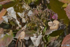 ガクアジサイの秋