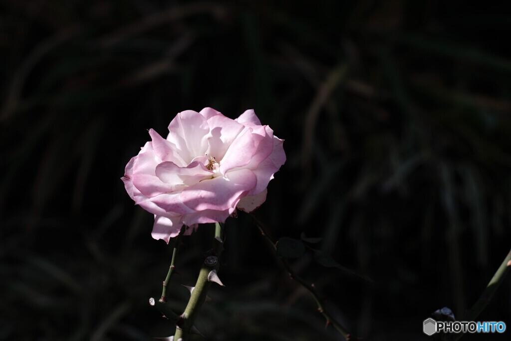 冬薔薇