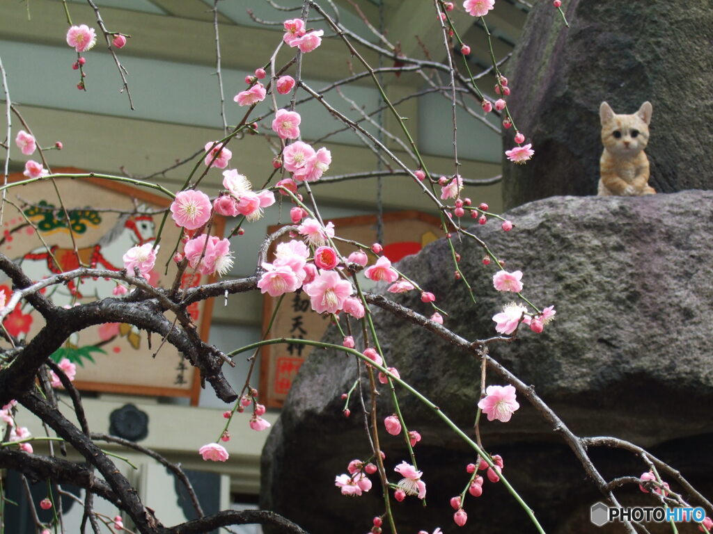 梅猫