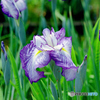 花菖蒲　伊勢舞子（フィルム）
