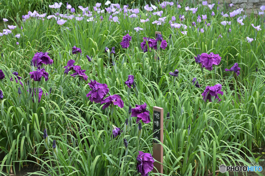 咆哮の虎　城北菖蒲園