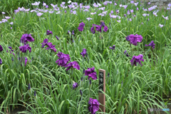 咆哮の虎　城北菖蒲園