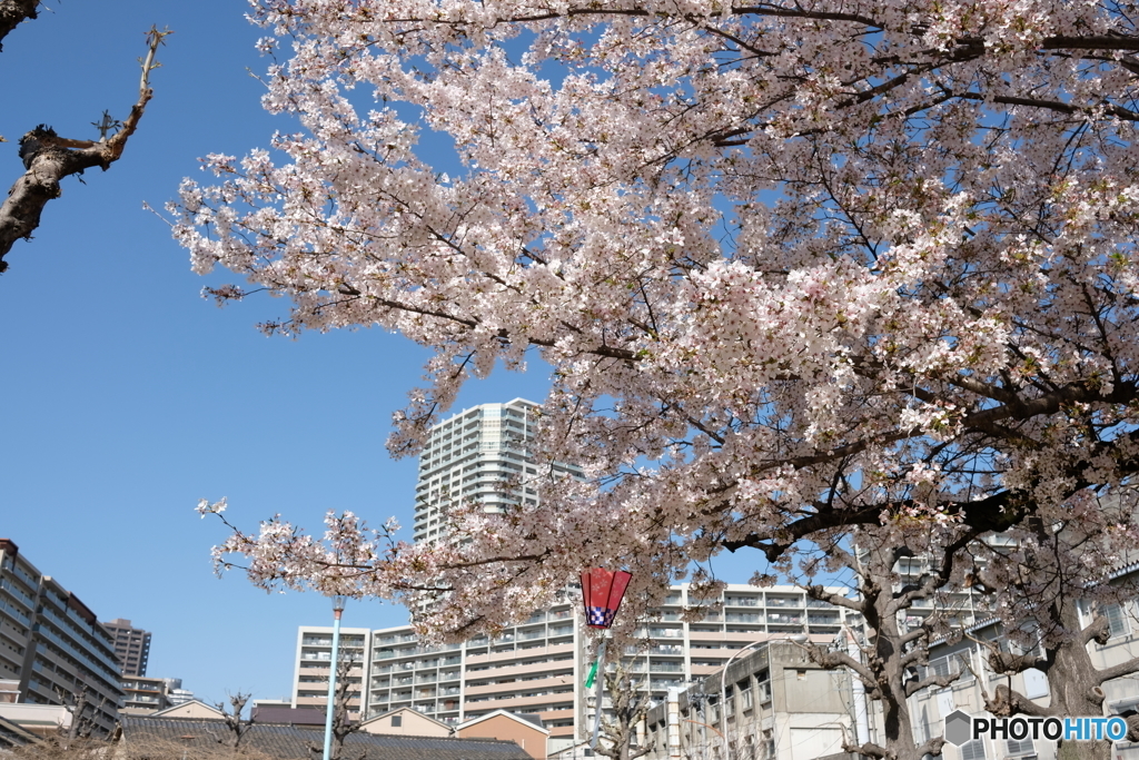 春や春　８　児童公園の桜