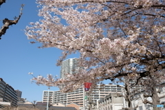 春や春　８　児童公園の桜