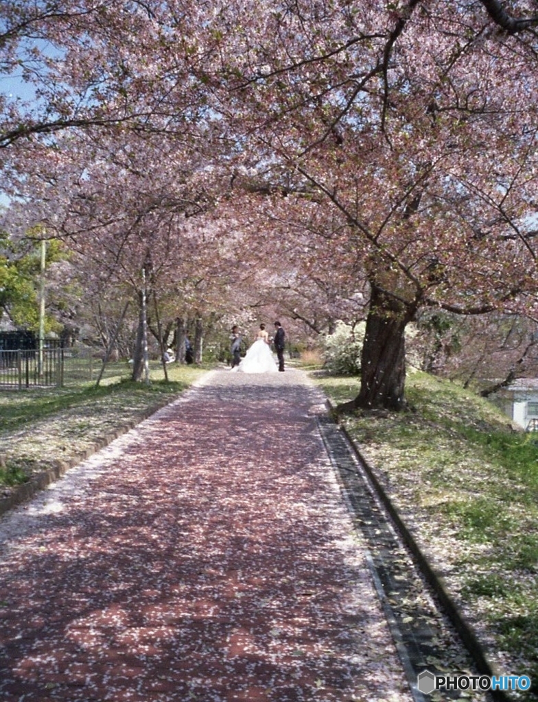 散り行く桜の下で