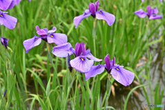 城北菖蒲園