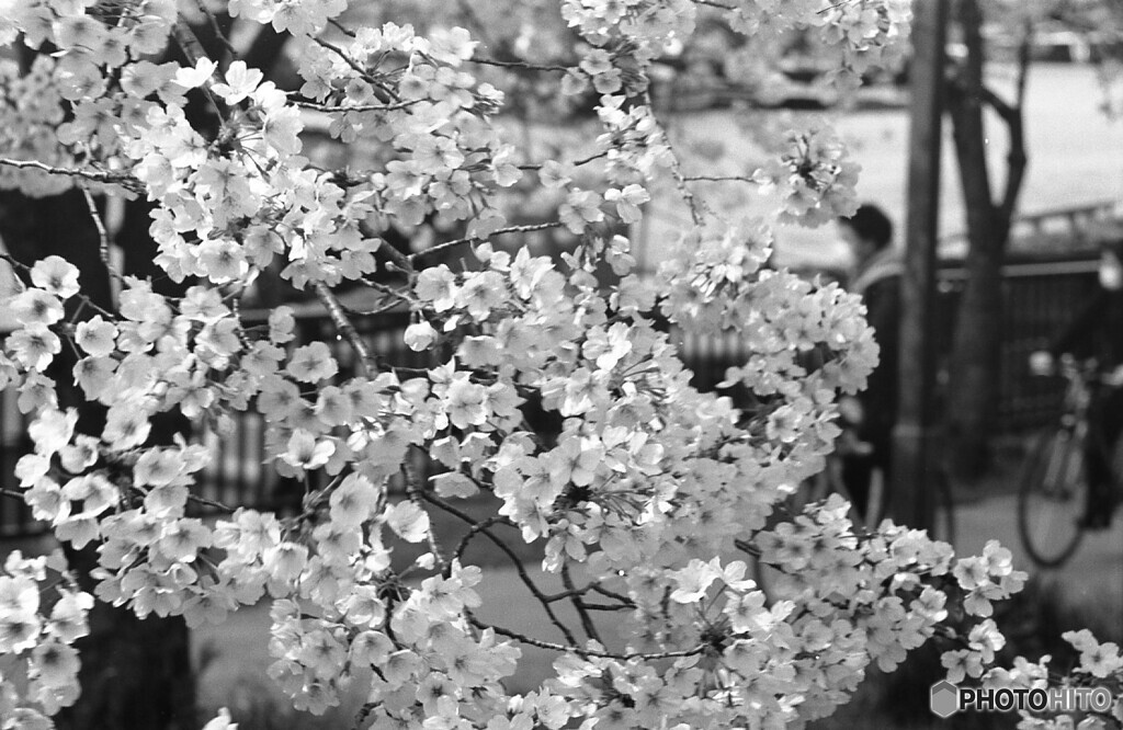 桜満開
