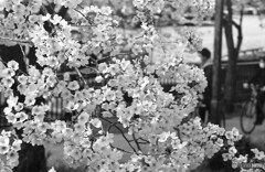 桜満開