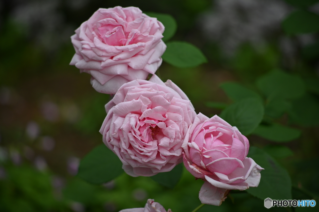 街なか薔薇歩き