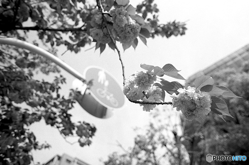 ４月22日の八重桜