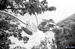 ４月22日の八重桜