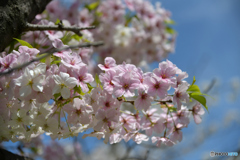 街なか桜