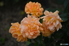 街なか薔薇歩き