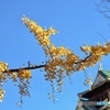 黄金色　大阪城天守閣