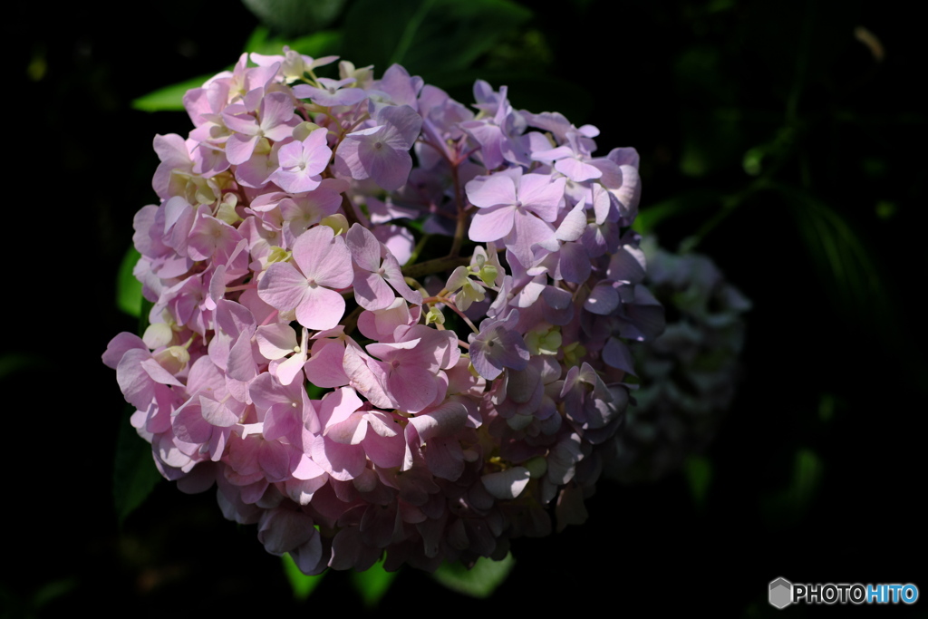 紫陽花
