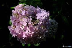 紫陽花