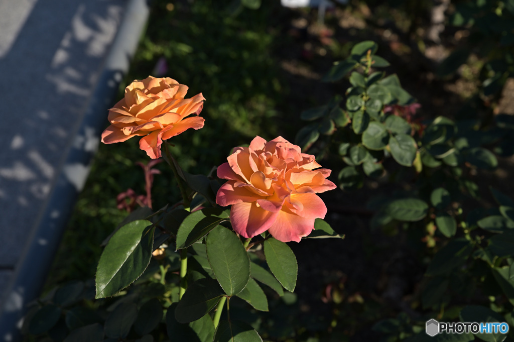 秋の薔薇
