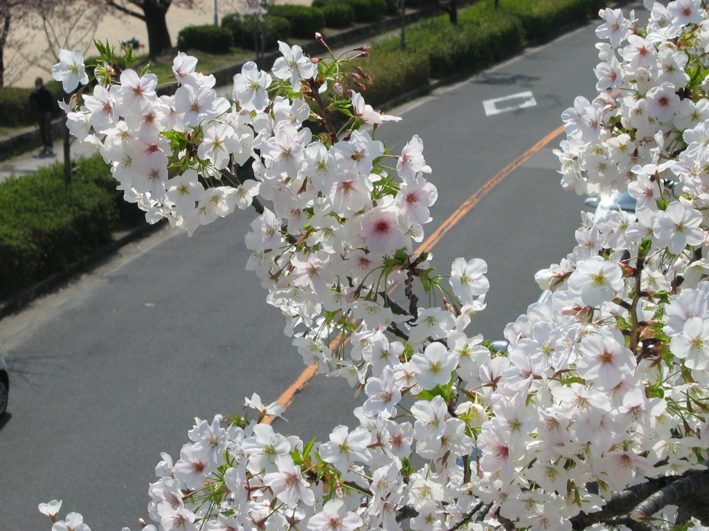満開