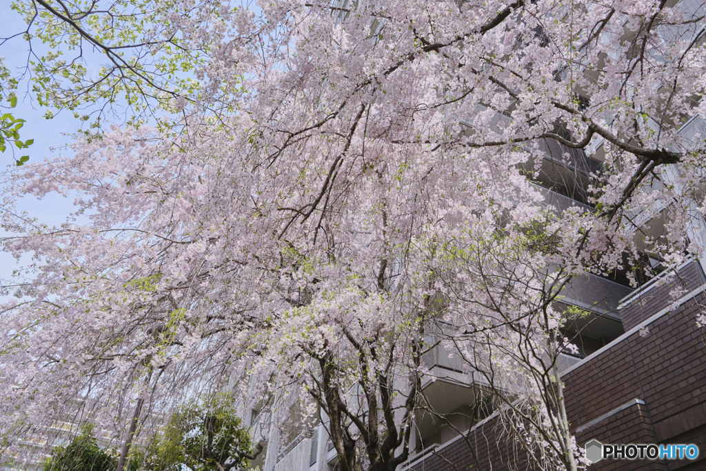 しだれ桜