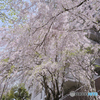 しだれ桜
