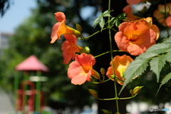 凌霄花（のうぜんかずら）