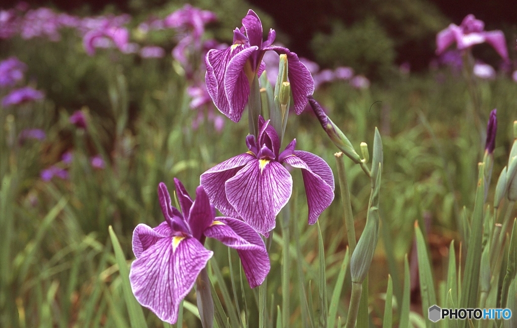 紫菖蒲