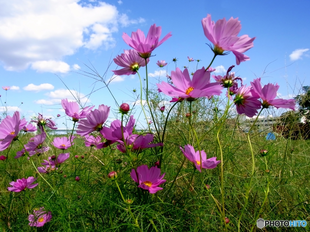 季節は巡って秋桜　２