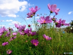 季節は巡って秋桜　２