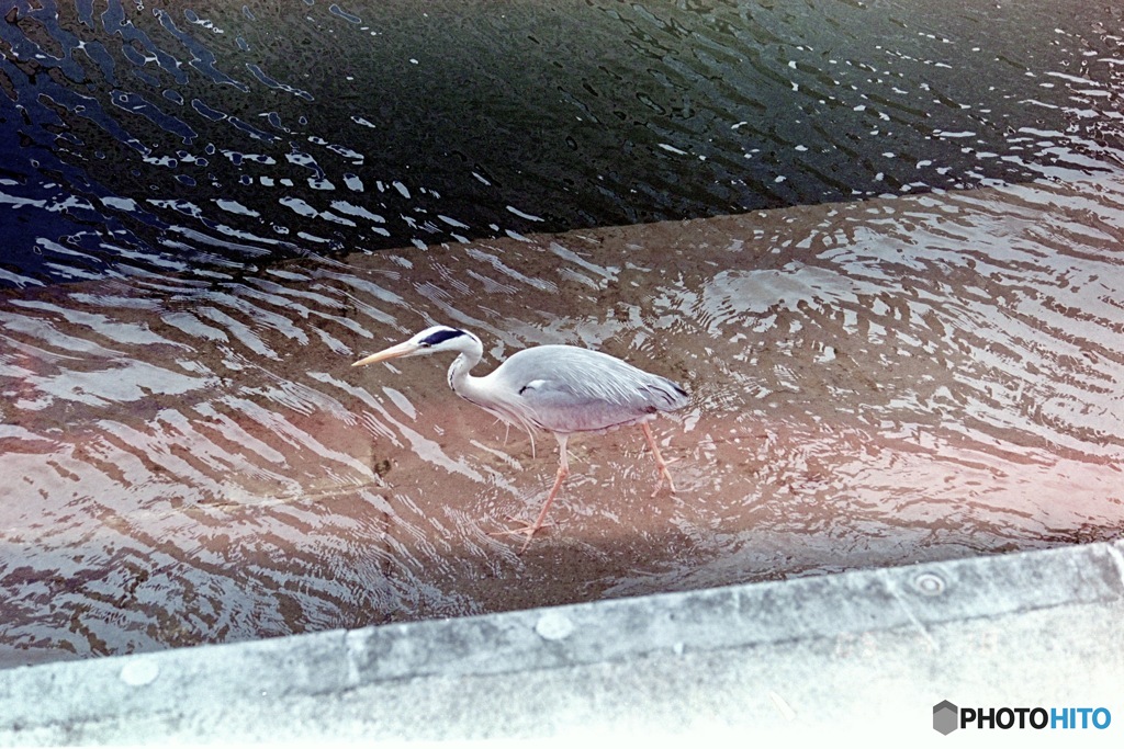 アオサギ散歩（フィルム）