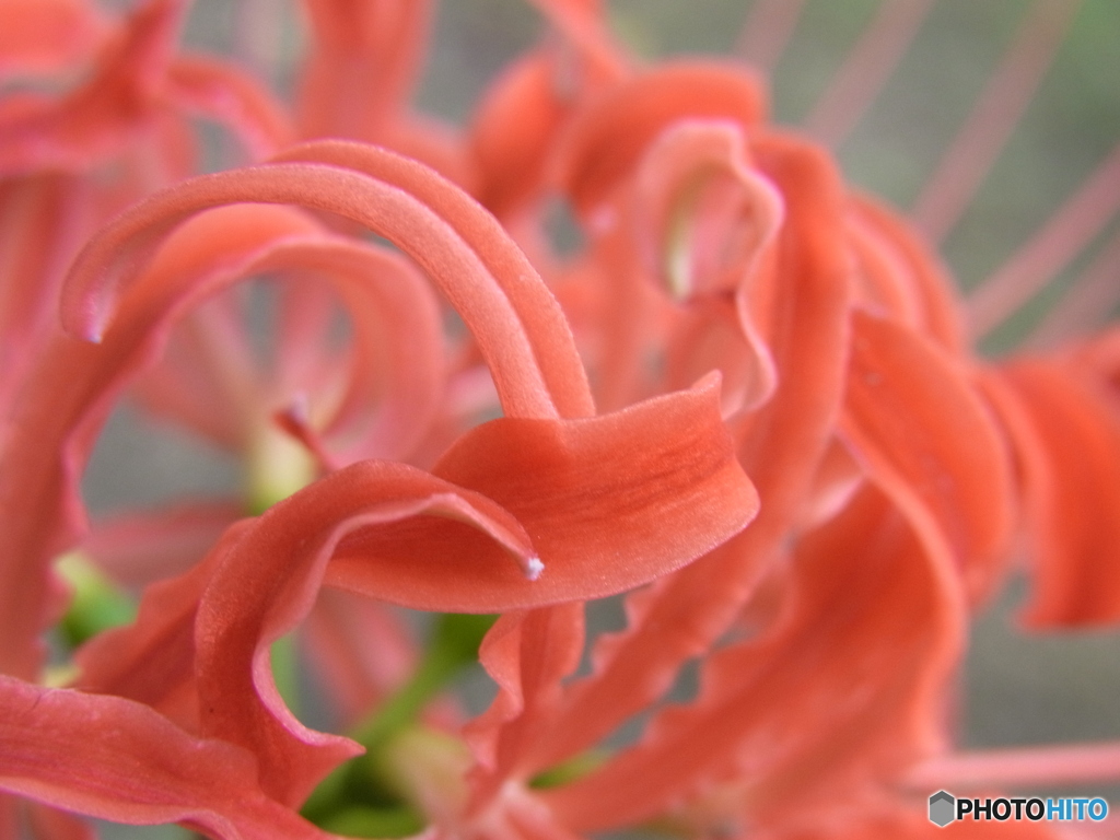 曼珠沙華
