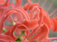曼珠沙華