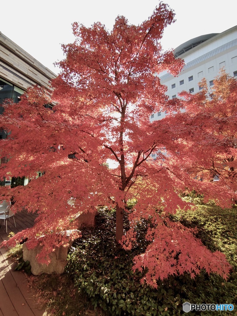 街なか紅葉