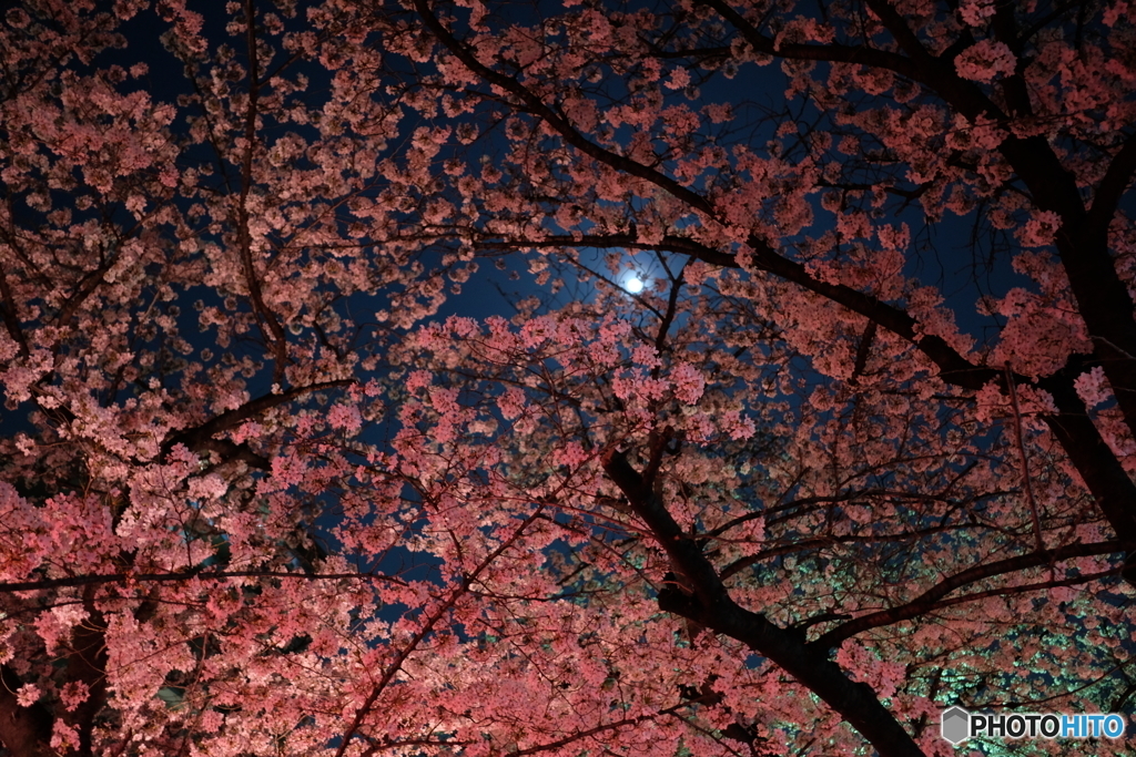 春や春　７　満月と夜桜