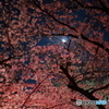 春や春　７　満月と夜桜