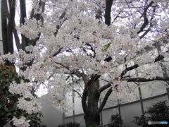 この桜、満開近いにつき、、