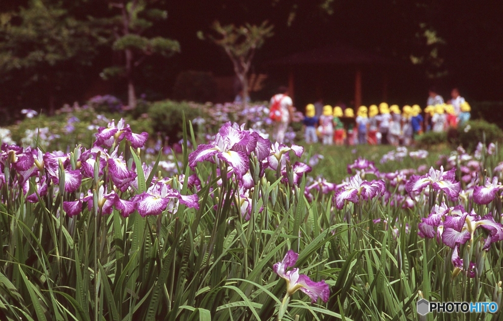 園児の花見