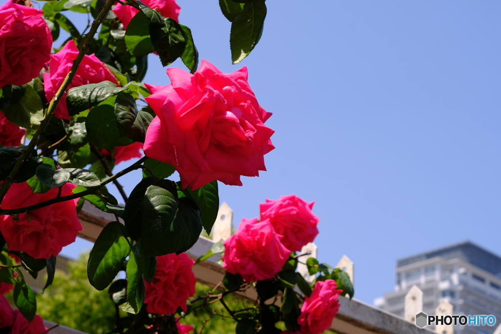 ４月の薔薇