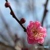 紅梅