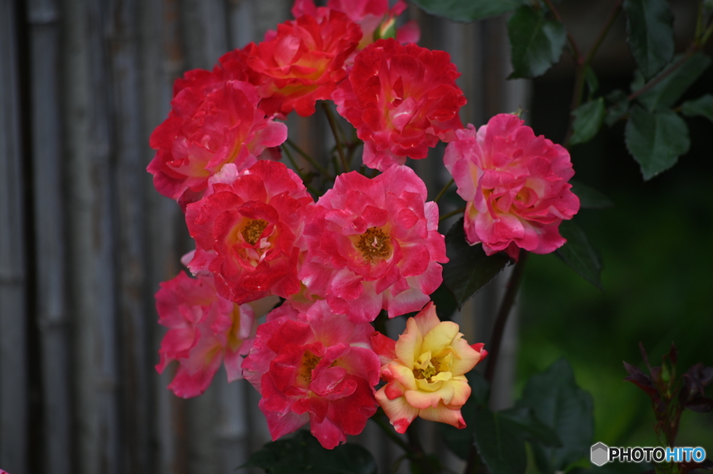 街なか薔薇歩き